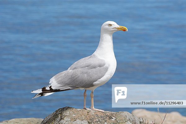 Europäische Silbermöwe (Larus argentatus) vor blauem Wasser Bornholm Dänemark Europa