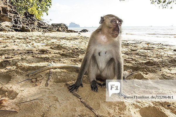 Makake (Macaca) sitzt am Strand von Ao Nang  Krabi  Thailand  Asien