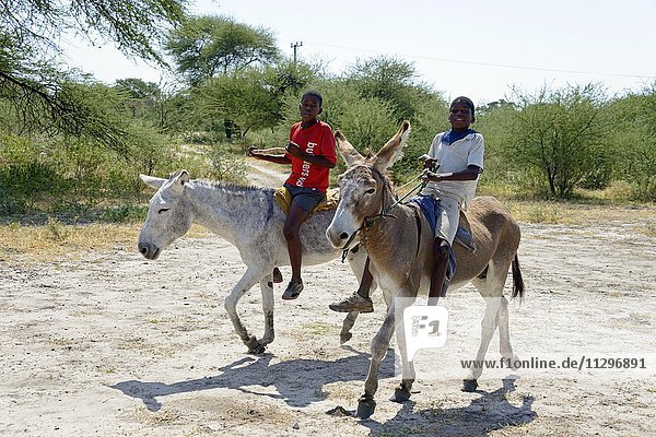 Zwei Jungen reiten auf Esel  Botswana  Afrika