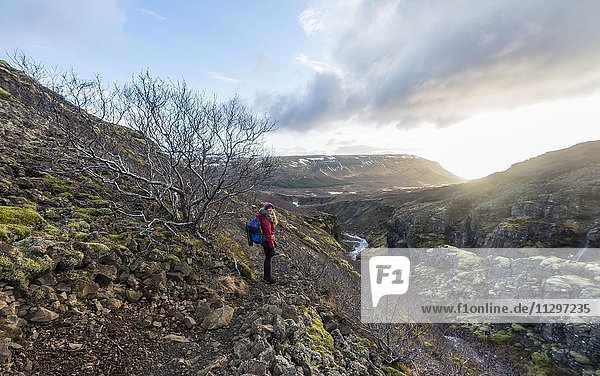 Junge Frau auf Wanderweg  Canyon des Glymur  Hvalfjarðarsveit  Vesturland  Island  Europa