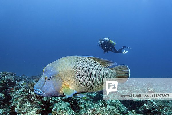 Taucher beobachtet Napoleon Lippfisch (Cheilinus undulatus)  über Korallenriff  Indischer Ozean  Malediven  Indischer Ozean  Asien