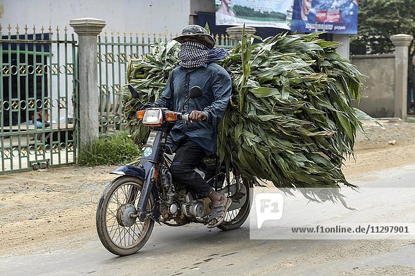 Mann mit Moped und Maisernte auf dem Gepäckträger  Phnom Penh  Kambodscha  Asien