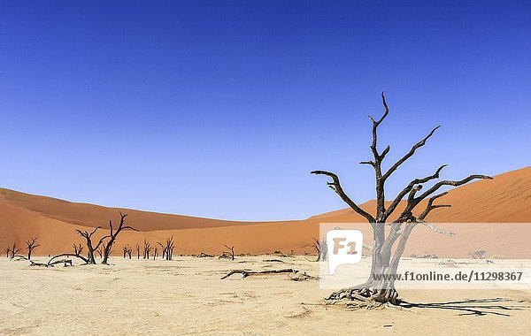 Dead trees in Dead Vlei  Sossusvlei  Namib Desert  Namib-Naukluft National Park  Namibia  Africa