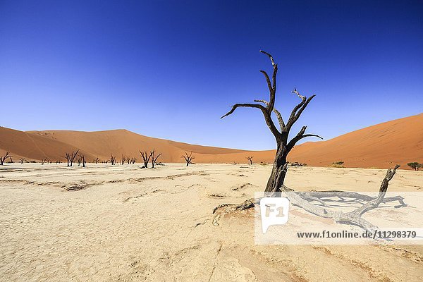 Abgestorbene Bäume im Dead Vlei  Sossusvlei  Namib-Wüste  Namib-Naukluft-Nationalpark  Namibia  Afrika