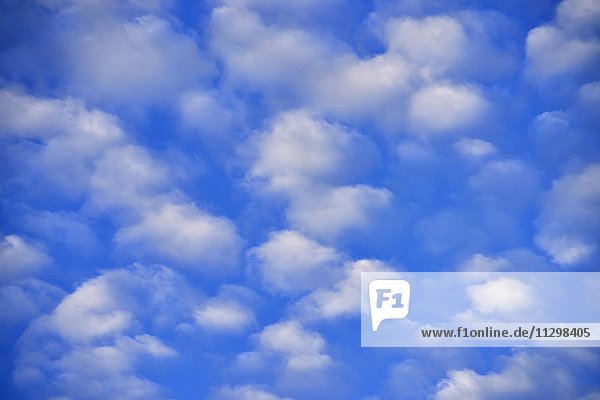 Wetterphänomen Schäfchenwolken (Cirrocumulus) am Himmel