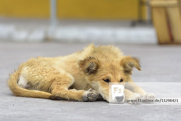 Hund liegt auf Straße  Straßenköter  Pintag  Provinz Pichincha  Ecuador  Südamerika