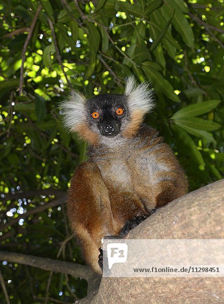 Ein weiblicher Mohrenmaki (Eulemur macaco)  im Norden von Madagaskar  Madagaskar  Afrika