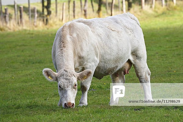 Charolais Rind (Bos primigenius taurus)  Kuh agrast uf einer Weide  Schleswig-Holstein  Deutschland  Europa