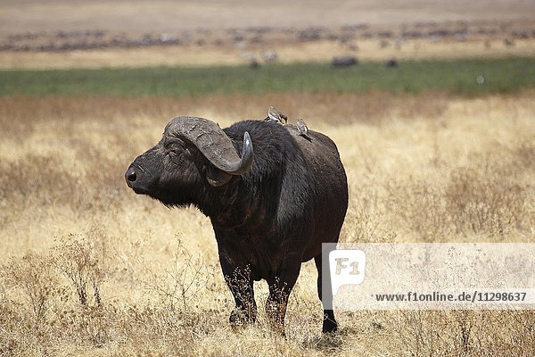 Kaffernbüffel  Afrikanischer Büffel (Syncerus caffer)  Bulle im trockenen Gras  Ngorongoro Krater  Serengeti Nationalpark  Tansania  Afrika