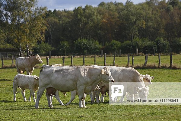 Charolais Rinder (Bos primigenius taurus)  Herde  Kühe und Kälber  hinten Bulle auf einer Weide  Schleswig-Holstein  Deutschland  Europa