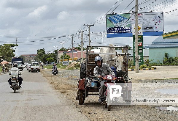Mann mit Moped und Anhänger transportiert eine Kuh  Phnom Penh  Kambodscha  Asien