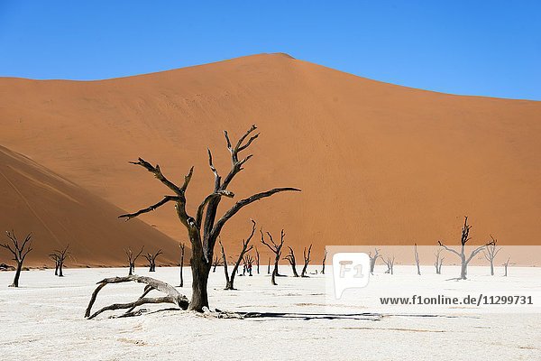 Abgestorbene Kameldornbäume (Acacia erioloba) vor Sanddünen  Dead Vlei  Sossusvlei  Namib-Wüste  Namib-Naukluft-Nationalpark  Namibia  Afrika