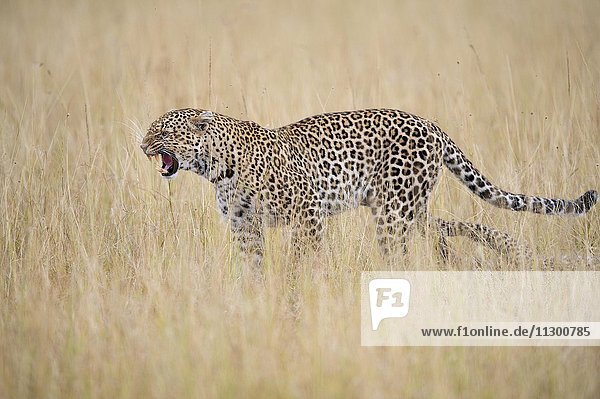 Leopard (Panthera pardus) Weibchen  in der Savanne  Masai Mara Nationalreservat  Kenia  Afrika