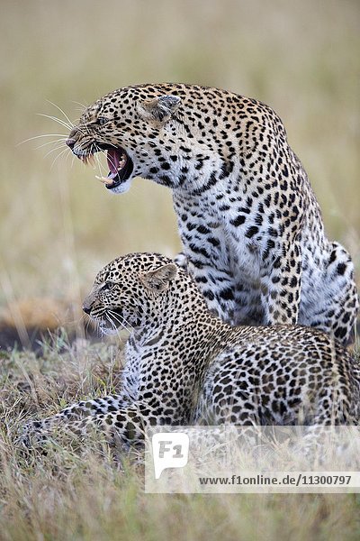 Growling female leopard (Panthera pardus) with cub in the savanna  Masai Mara Preserve  Kenya  Africa