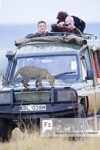 Leopard (Panthera pardus)  Jungtier auf einem Touristenwagen  Masai Mara  Kenia  Afrika