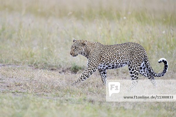 Leopard (Panthera pardus) in the savannah  Masai Mara  Kenya  Africa
