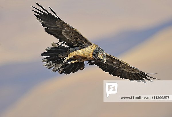 Immature bearded vulture in flight (Gypaetus barbatus)  Giant's Castle National Park  Kwazulu-Natal  South Africa  Africa