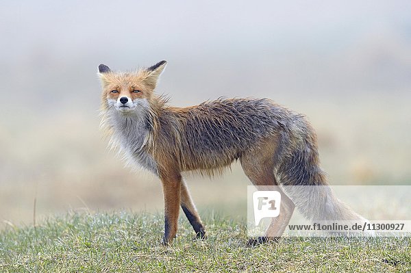 Red fox (Vulpes vulpes)  Varanger  Norway  Europe