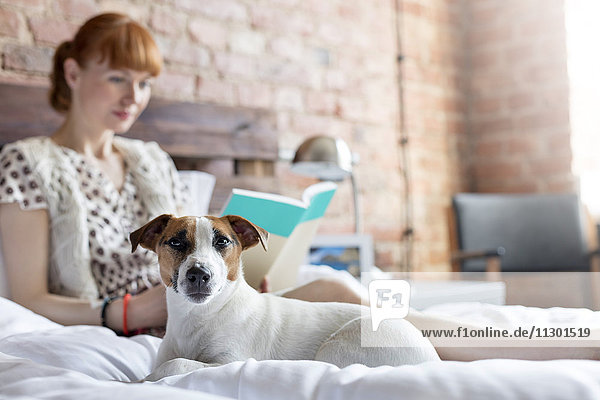 Woman reading book next to Jack Russell Terrier dog on bed