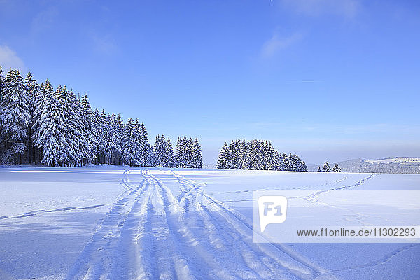 Germany  Thuringia  Wintry forest with ski tracks near Masserberg