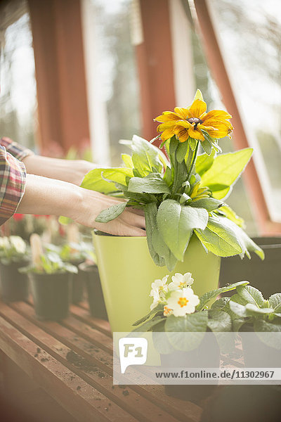 Frau bei der Gartenarbeit  die Blumen in einen Blumentopf im Gewächshaus eintopft