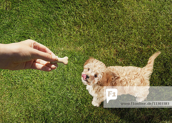 Persönliche Perspektive Haustierbesitzer hält Leckerbissen über Hund leckt Lippen im Gras