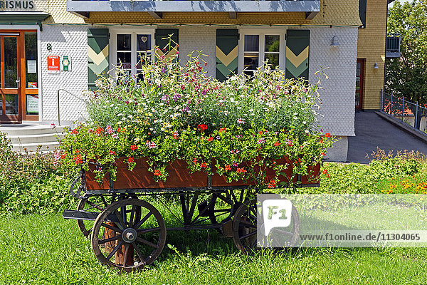 Feldwagen  Blumen  Dekoration  Verzierung