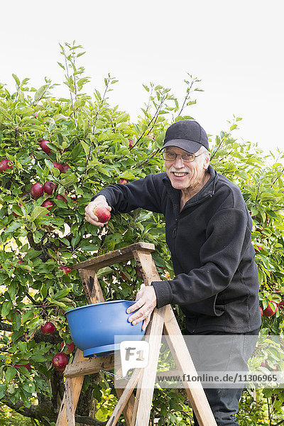 Älterer Mann beim Äpfelpflücken