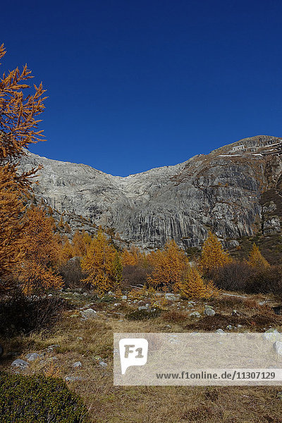 Schweiz  Europa  Wallis  Goms  Gletsch  Herbst  Baum  Lärchen  Rhonegletscher