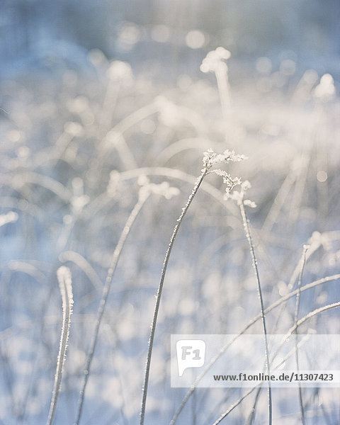 Frost auf Gras