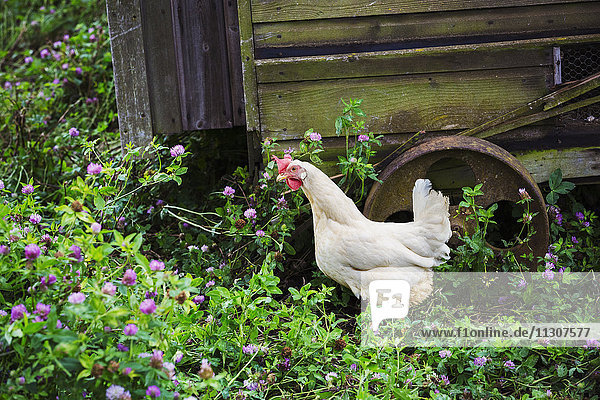 Rooster steht neben dem mobilen Hühnerstall.