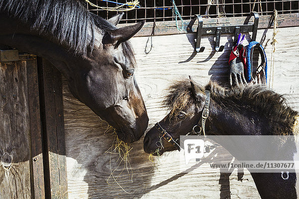 Ein Pferd und ein Pony schauen sich in einem Stall an.
