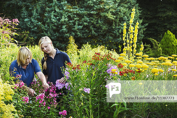 Zwei Gärtnerinnen schneiden Blumen in Waterperry Gardens in Oxfordshire.