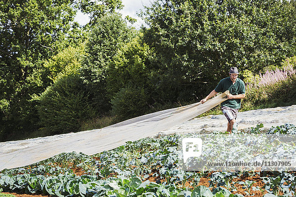 Ein Mann zieht ein Blatt Gartenbauvlies über eine Grünkohlpflanze.