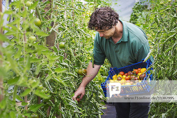 Männlicher Gärtner beim Pflücken frischer Tomaten.