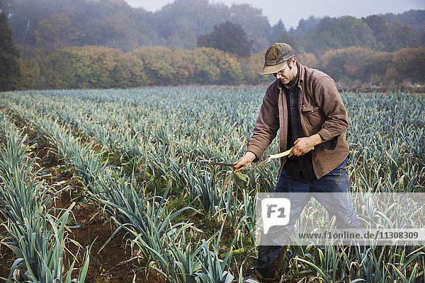 Ein Mann  der auf einem Feld organischen Lauch pflückt und schneidet.