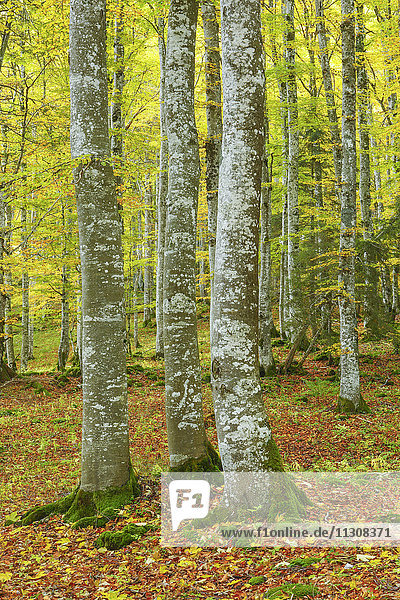 Beech forest in autumn  Switzerland