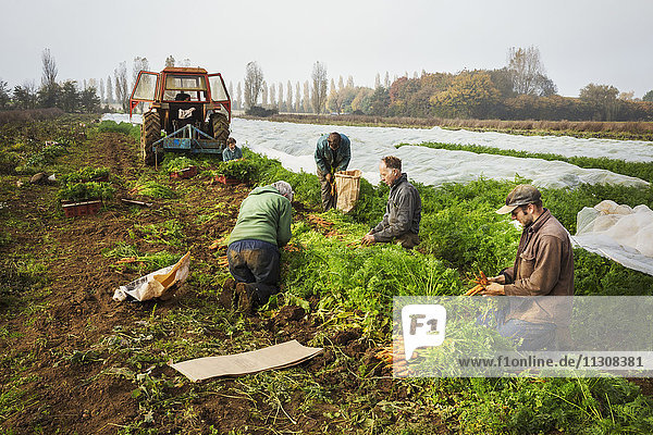 Eine kleine Gruppe von Menschen  die auf einem kleinen Familienbetrieb Herbstgemüse auf den Feldern ernten.