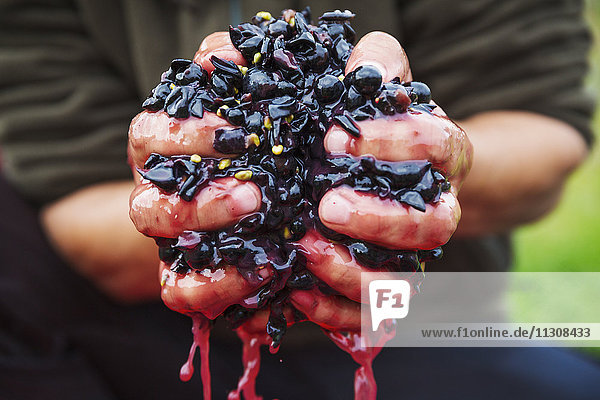 A man with a handful of fresh crushed red grapes.
