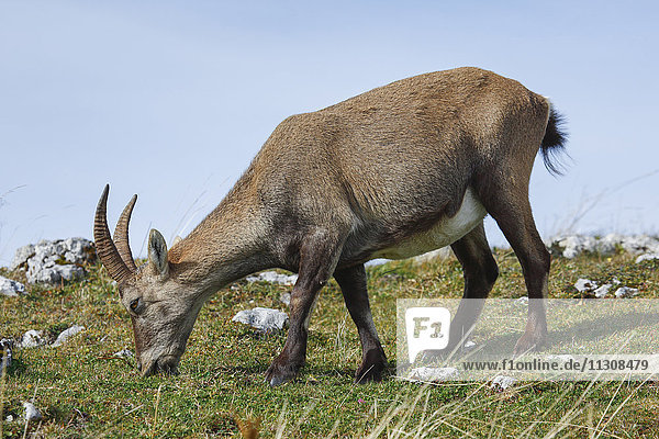 Capra ibex  Ibex  Switzerland