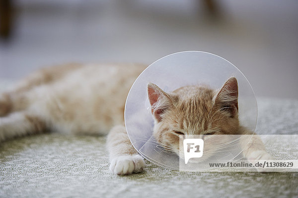 Cat wearing medical cone collar