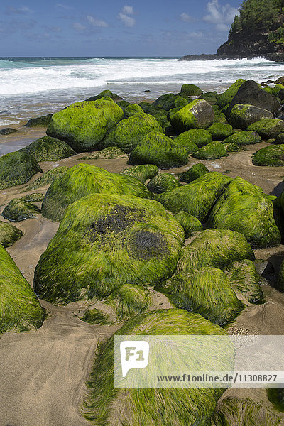 Kauai  Hanakapiai Beach  Well Pali  sea  shore  algae  stones  Kauai  USA  Hawaii  America
