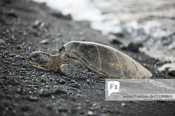 Big Island  tortoise  Punaluu  Black sand Beach  Big Island  USA  Hawaii  America  animals  animal