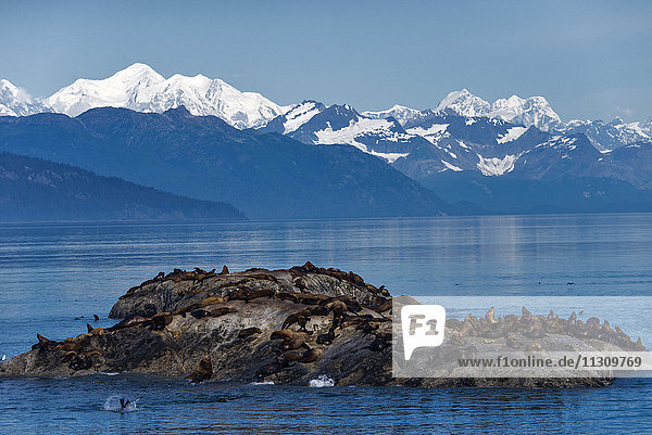 Stellerscher Seelöwe  Seelöwe  Tier  Eumetopias jubatus  Glacier Bay  Nationalpark  Alaska  USA  Berge
