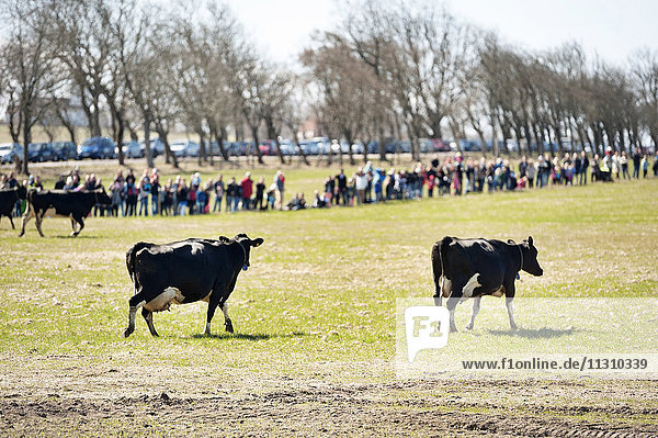 Spectators at cattle competition