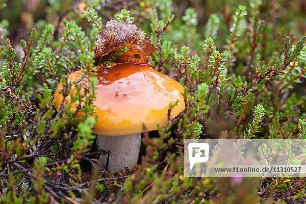 Europe  Finland  autumn  autumn colors  Lapland  plants  mushrooms  Scandinavia