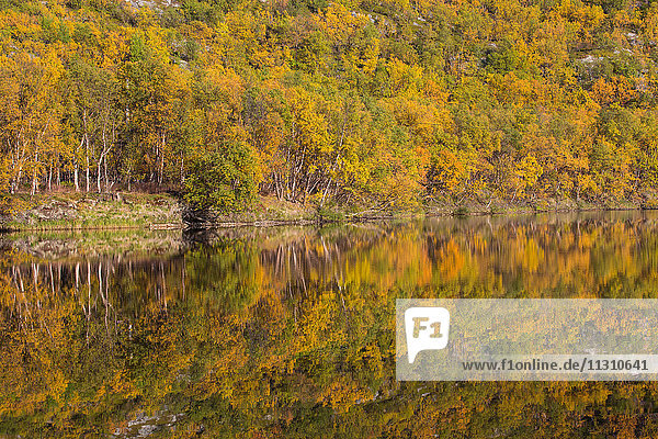 Bäume  Europa  Herbst  Herbstfarben  Landschaft  Landschaft  Lappland  Norwegen  See  Skandinavien  Reflexion  Wasser