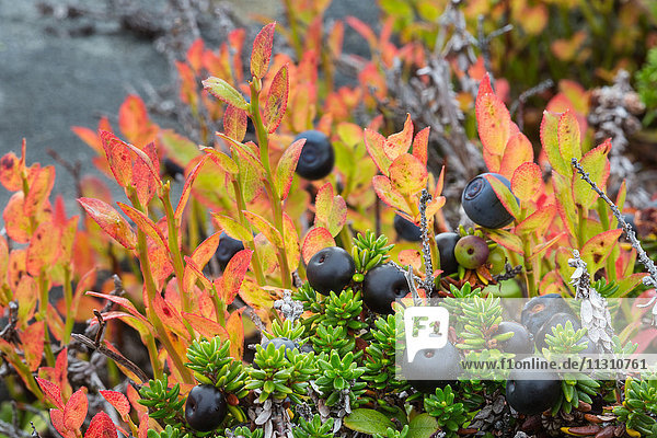 Berries  Björkliden  Europe  blueberrys  autumn  autumn colors  Lapland  plants  Swedes  Scandinavia