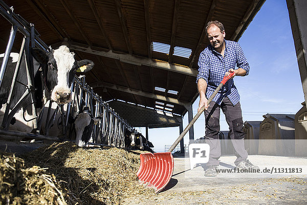 Farmer using a shovel to bring food closer to the cows on a farm