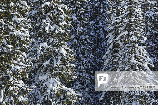 Snow-covered firs  Switzerland